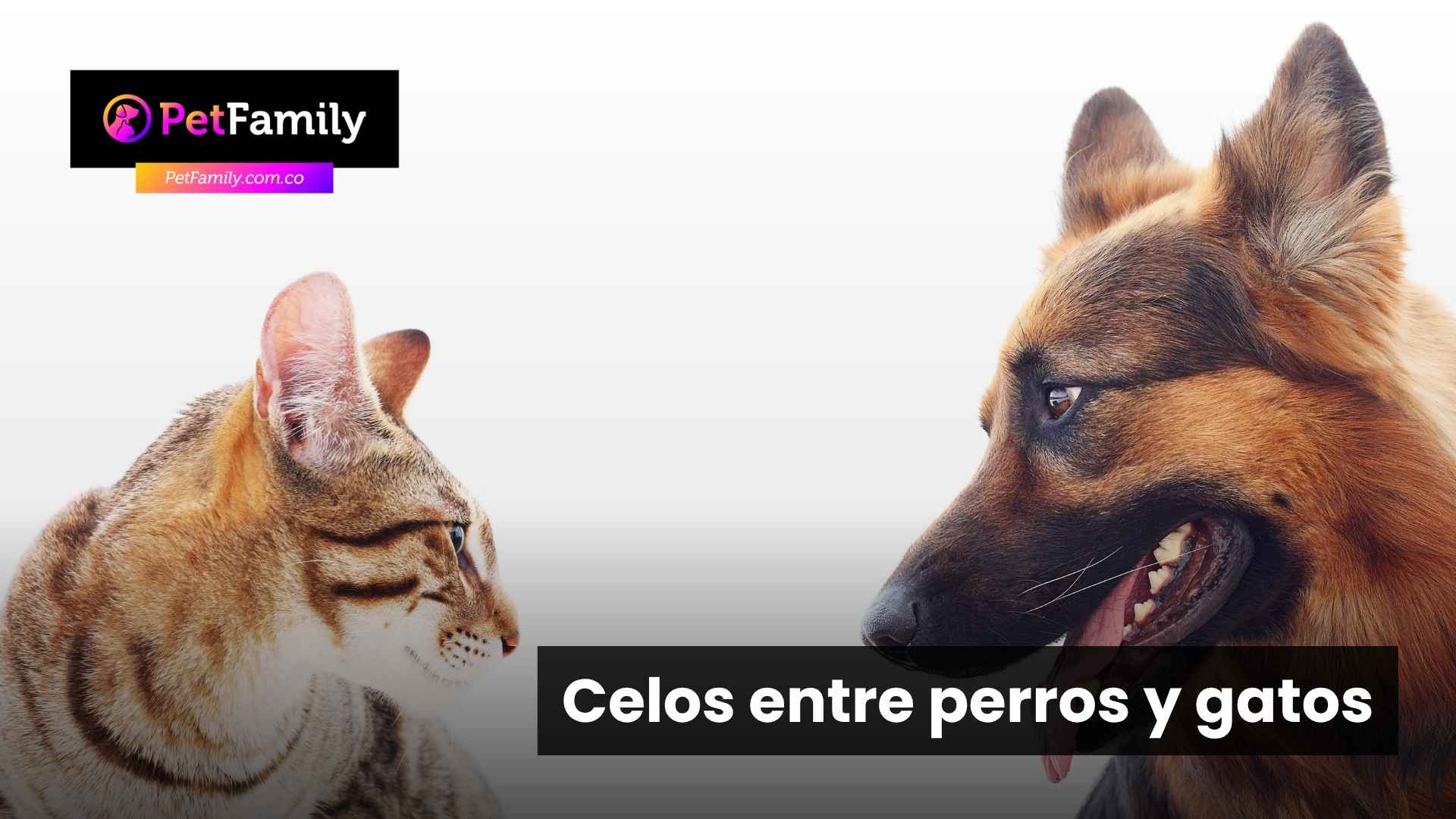 Celos entre perros y gatos: cómo lograr una convivencia tranquila al sumar una nueva especie a tu hogar