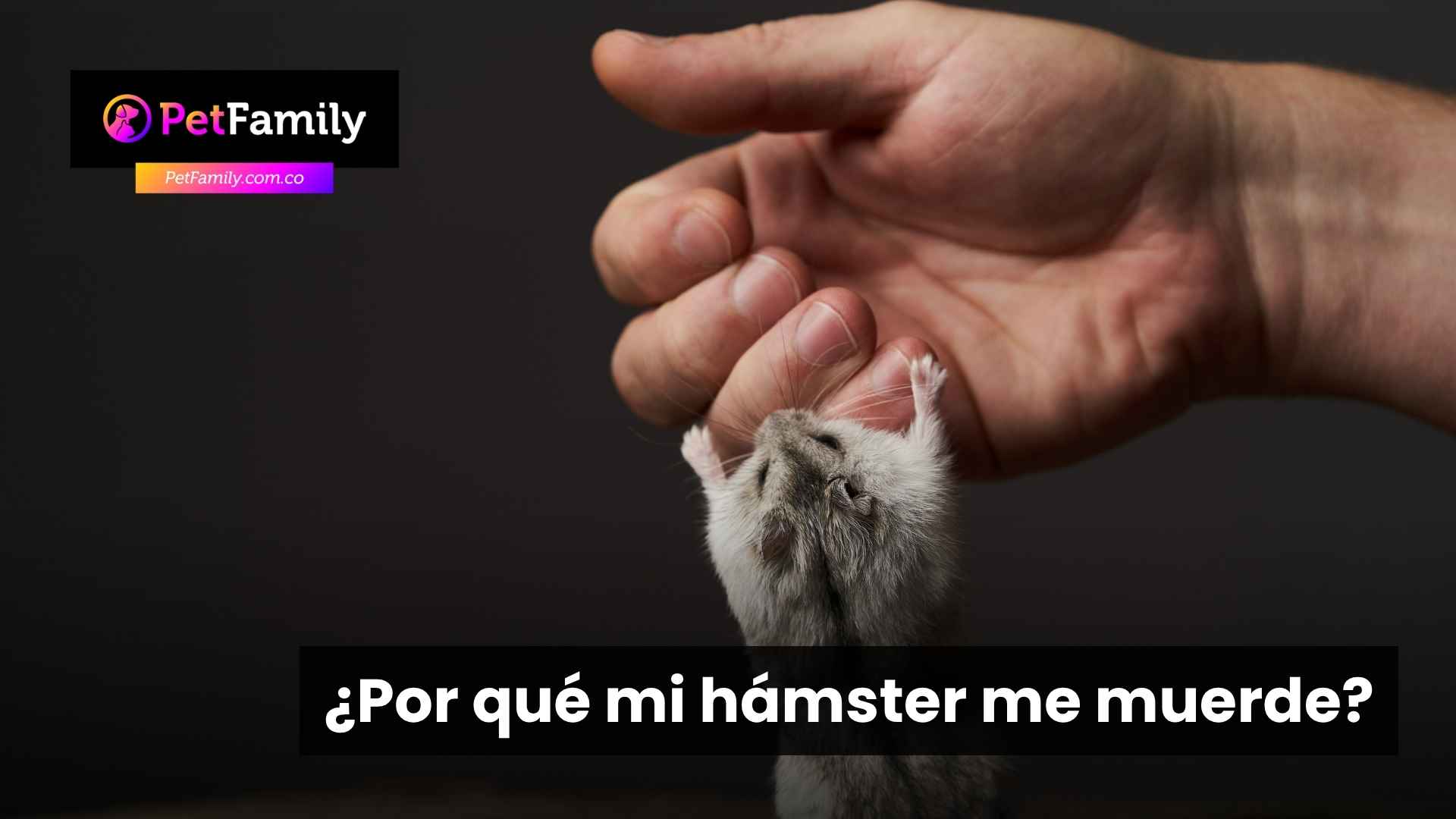 ¿Por qué mi hámster me muerde y cómo evitarlo sin miedo ni castigos?