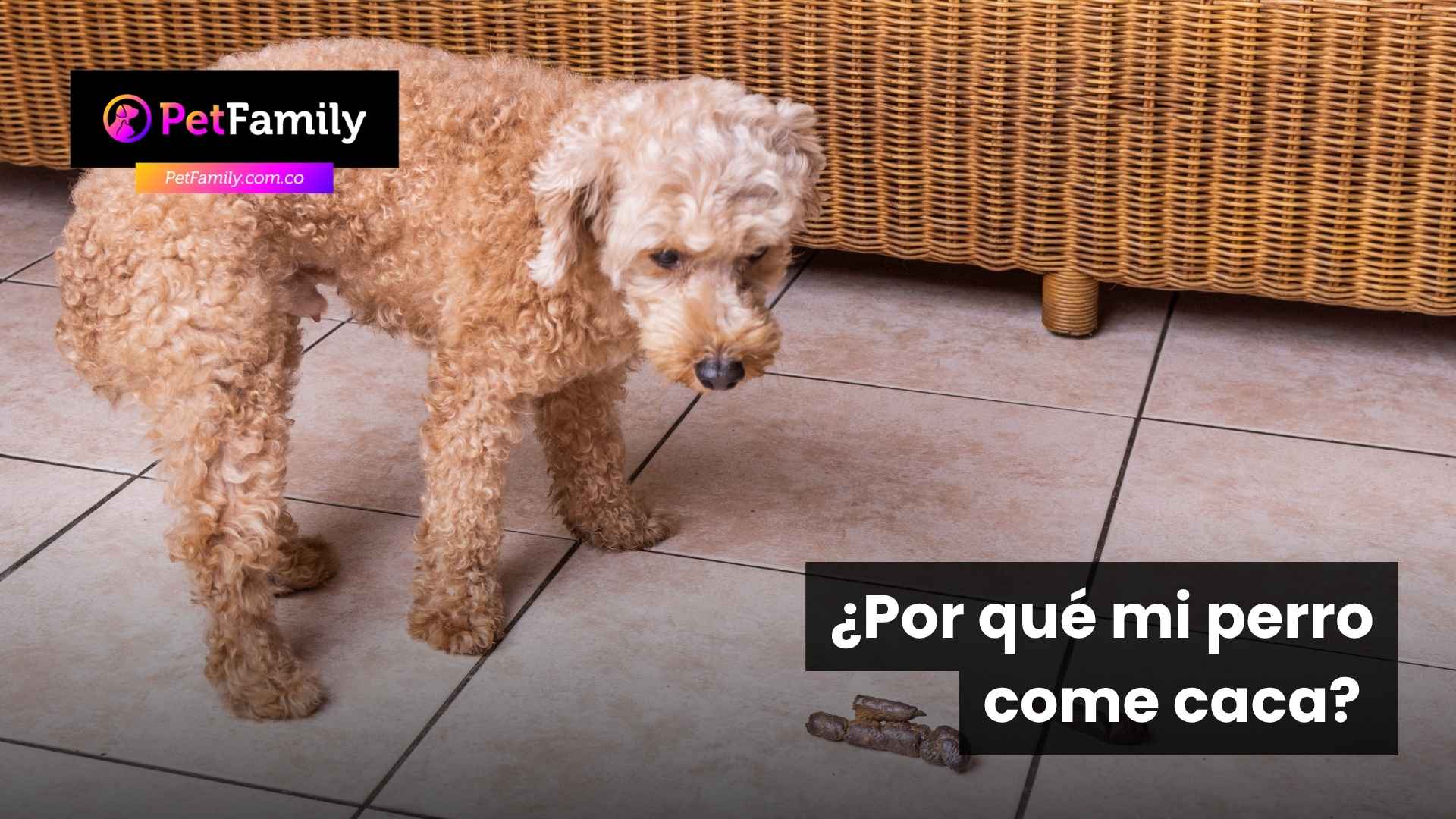 ¿Por qué mi perro come caca? Causas reales y qué puedes hacer en casa sin castigarlo