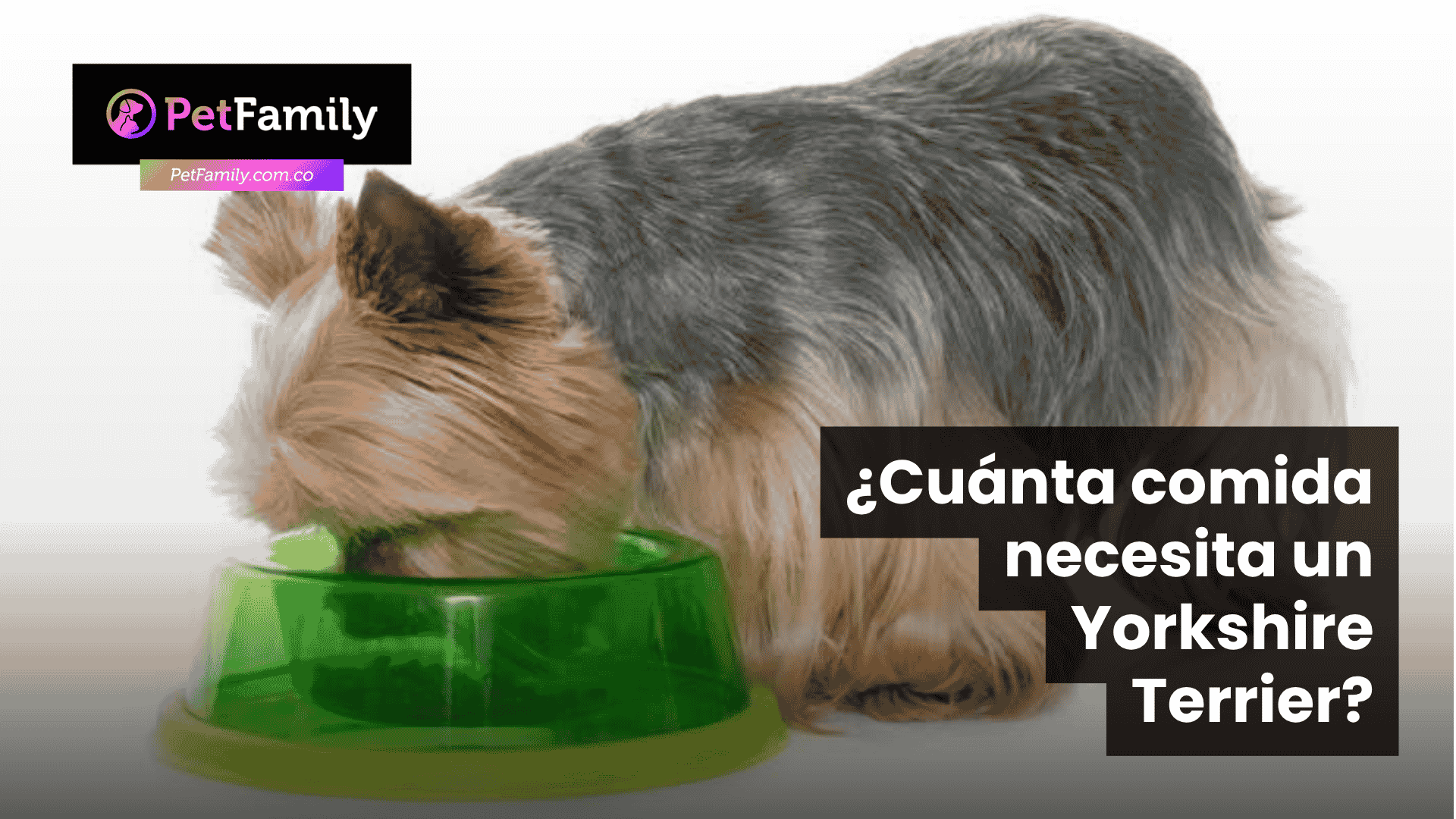 ¿Cuánta comida necesita un Yorkshire Terrier? Guía práctica para tutores responsables en Colombia