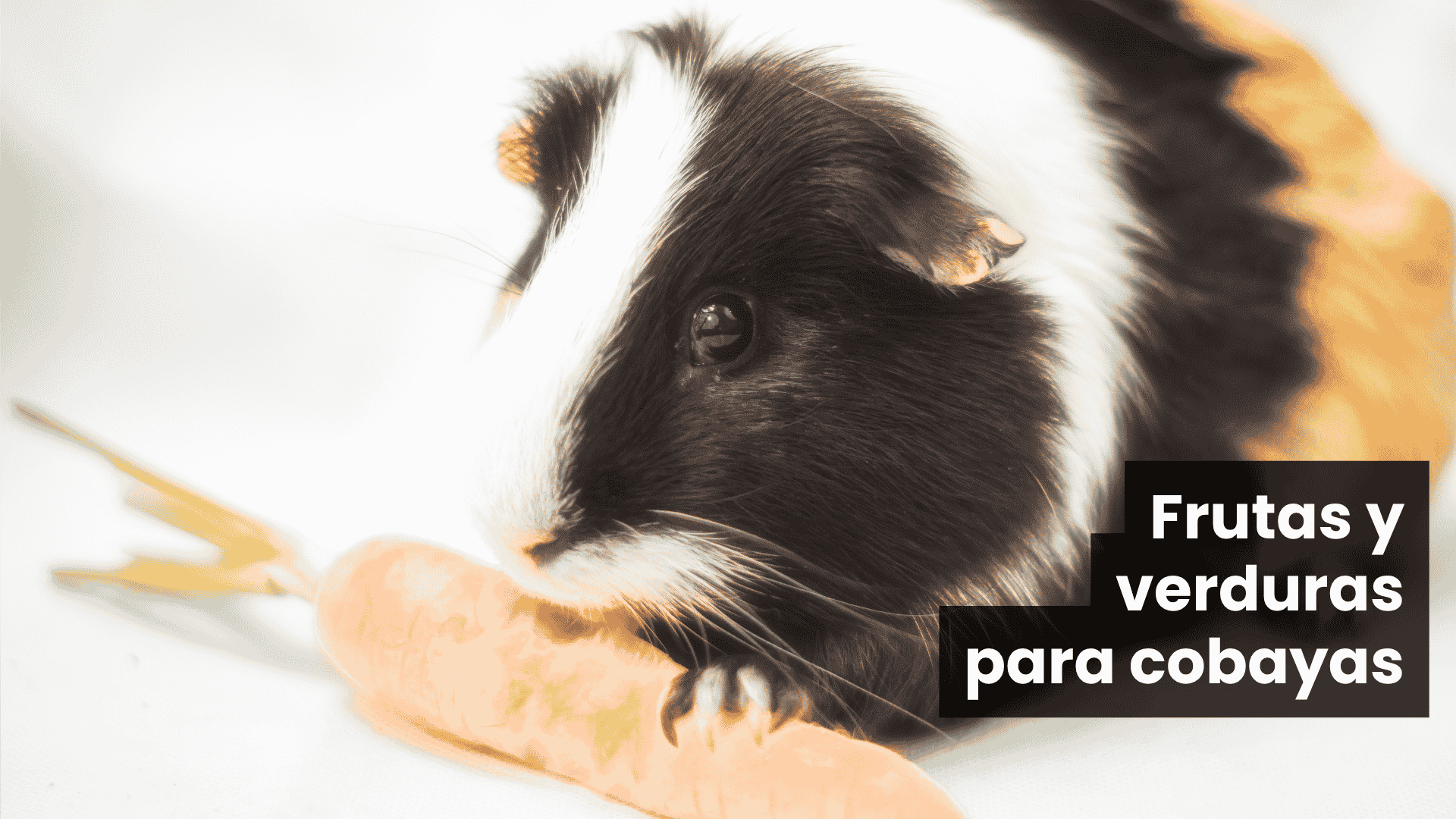 Frutas y verduras para cobayas: cómo alimentarlas de forma segura y equilibrada en casa