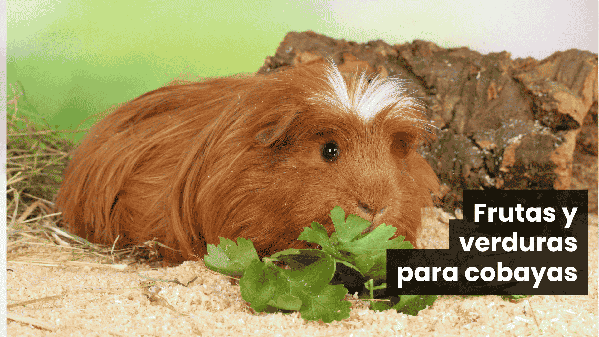 Alimentos que nunca debe comer tu cobaya: guía práctica para familias multiespecie en Colombia